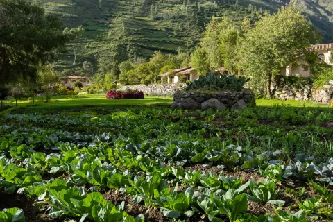 Huerto de hortalizas en hotel del Valle Sagrado Urubamba | Hotel Inti Punku